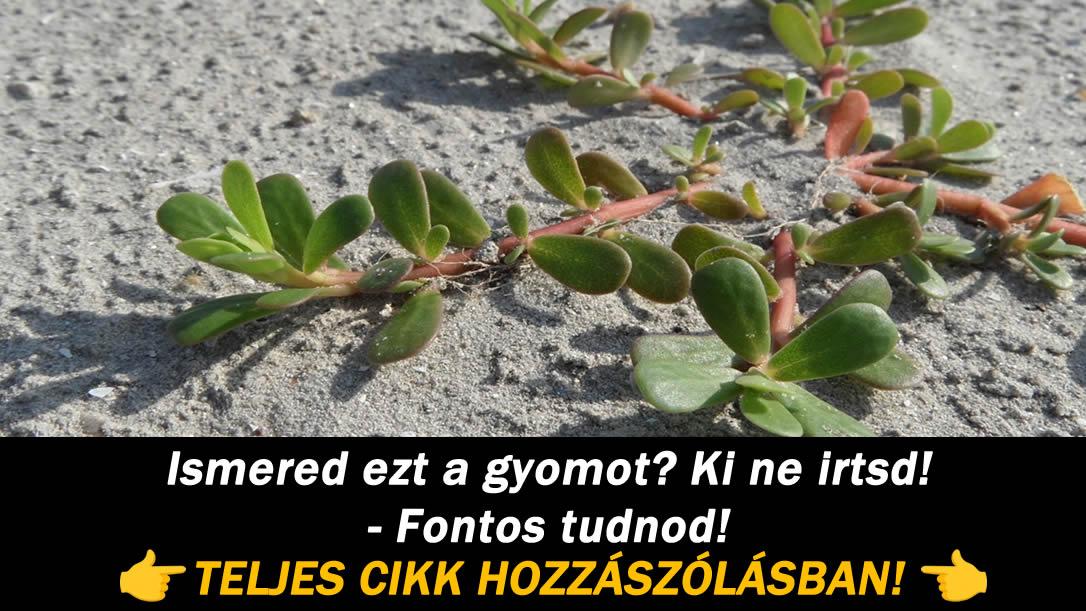 Ismered ezt a gyomot? Ki ne irtsd! – Fontos tudnod!